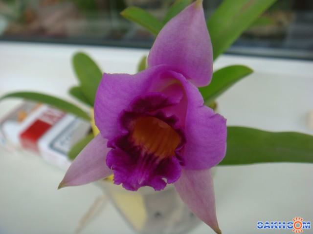 Laelia praestans начало цветения