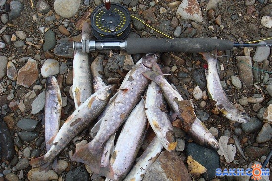 пока сахривер тупит
Фотограф: мазарчук
за 15 минут я на муху поймал больше чем клуб  на соревновании за день. все привыкли

Просмотров: 18021
Комментариев: 14