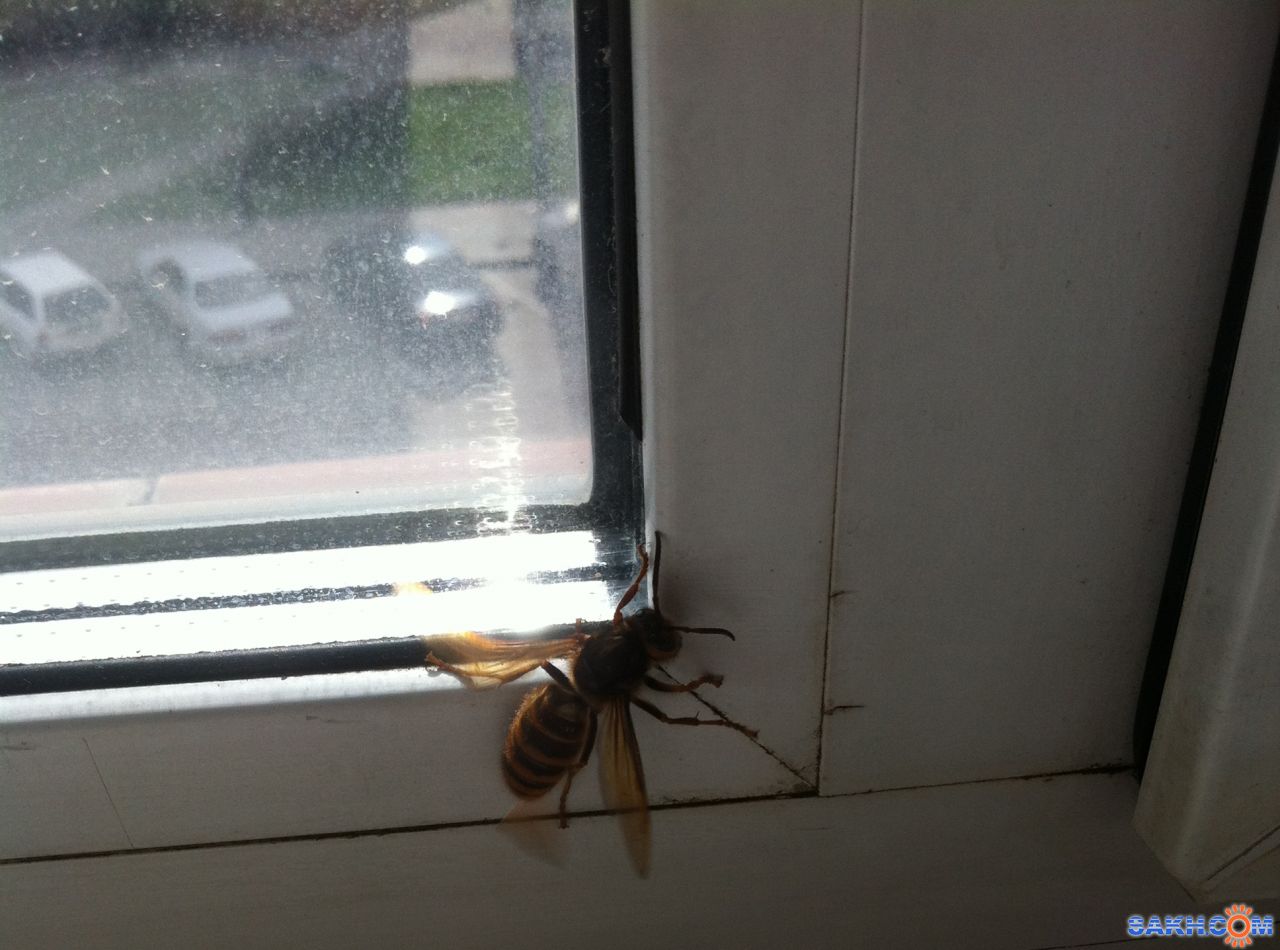 Осиное гнездо под полом на балконе. Осы на балконе. Что делать если оса залетела в квартиру. Что делать если оса залетела в квартиру. Что делать если оса залетела в квартиру.