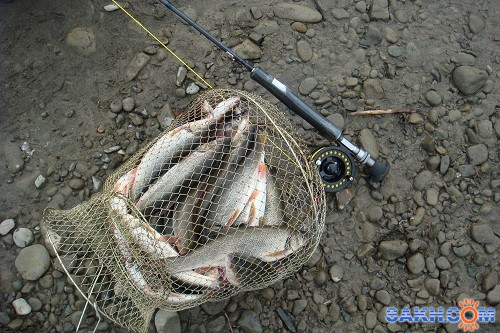 улов за 1 час на фирсовке.
удочки ДАМ надежны а мои мухи уловисты

Просмотров: 4538
Комментариев: 0