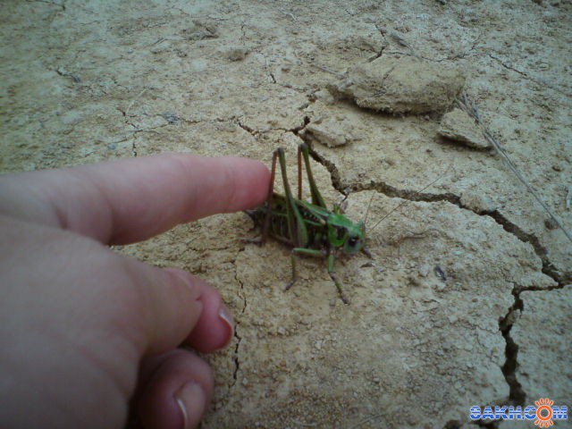 Совсем как человечек!
Фотограф: mrnsin

Просмотров: 7955
Комментариев: 0