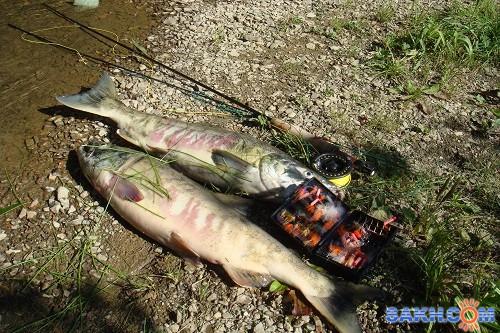 мой улов за час 
Фотограф: мазарчук
день жара

Просмотров: 1239
Комментариев: 0