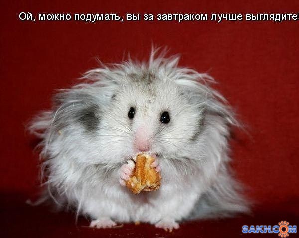 Мышь