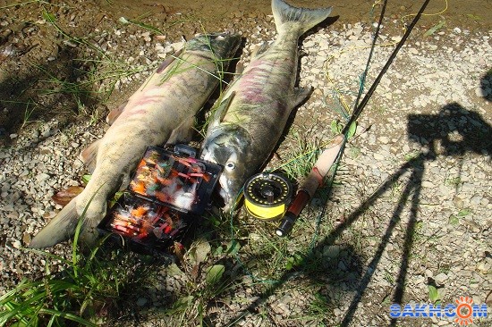 кетинка
Фотограф: мазарчук
улов и орудие лова

Просмотров: 3701
Комментариев: 0