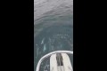 Стая белобоких дельфинов заплыла в залив Анива