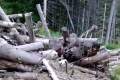 Бардак в лесу Долинского района нашли и обязали убрать за 30 дней