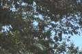 В Южно-Сахалинске на дереве застряли два голубя, связанные нитью