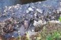 За сброс рыбных отходов в сахалинскую реку никого не накажут