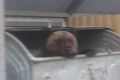 Молодой медведь бродит по Тымовскому в поисках еды