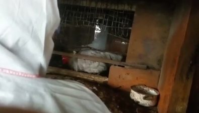 У фермеров в Южно-Сахалинске массово изымают кур из-за птичьего гриппа
