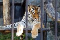 Сахалинский Амур прощается с холостяцкой жизнью