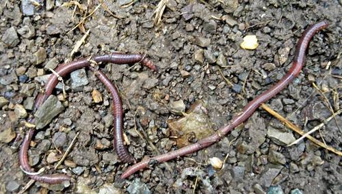 DSC03498
Фотограф: Сергей Буркацкий

Просмотров: 497
Комментариев: 0