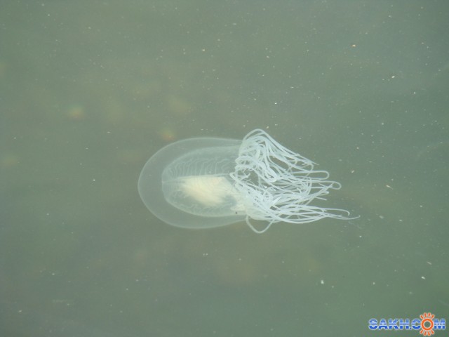 новое фото 098
Фотограф: demon-65

Просмотров: 4050
Комментариев: 0