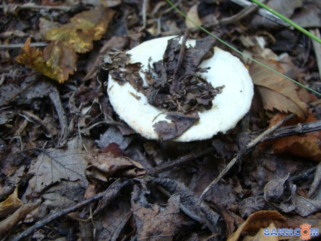 спрятался
Фотограф: demon-65

Просмотров: 1322
Комментариев: 1