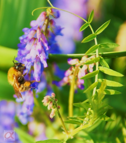***
Фотограф: Сергей Буркацкий

Просмотров: 798
Комментариев: 0