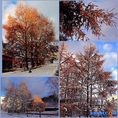 MyCollages=
Лиственица.

Просмотров: 458
Комментариев: 0