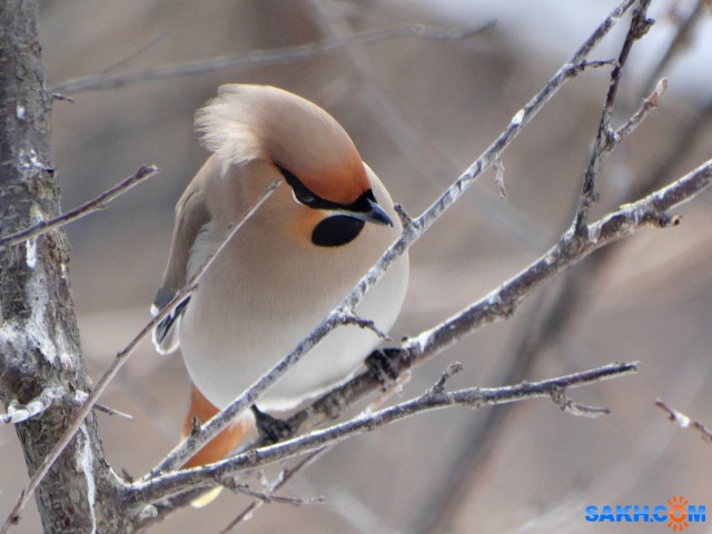 DSC02730_н

Просмотров: 584
Комментариев: 0