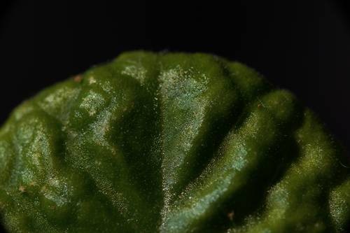 DSC05613
Фотограф: Сергей Буркацкий

Просмотров: 574
Комментариев: 0