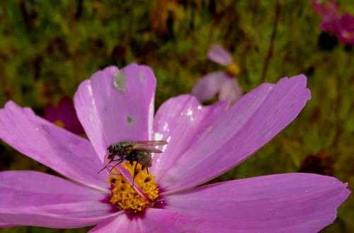 thumb_DSC04227_1024
Фотограф: Сергей Буркацкий

Просмотров: 587
Комментариев: 0