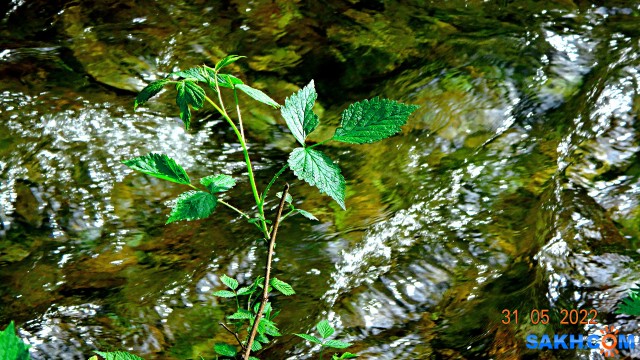 DSC09635