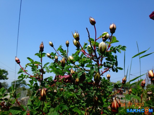 DSC02629