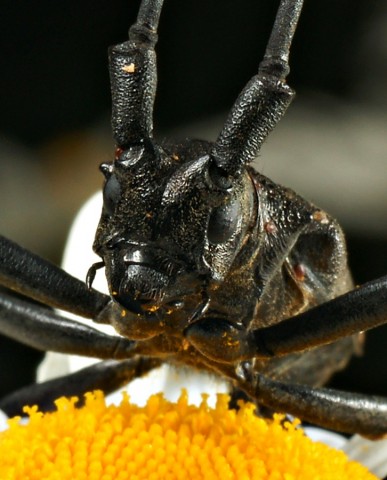 DSC01757
Фотограф: Сергей Буркацкий

Просмотров: 390
Комментариев: 0