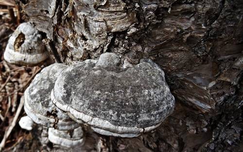 DSC01315
Фотограф: Сергей Буркацкий

Просмотров: 515
Комментариев: 0