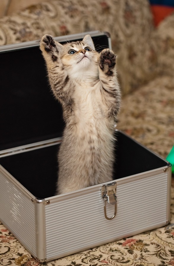 IMG_3773
Фотограф: Светличная Наталья

Просмотров: 1232
Комментариев: 0