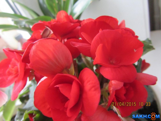 IMG_4296
Бегония

Просмотров: 3730
Комментариев: 0