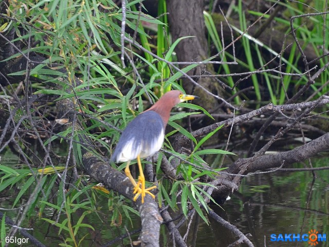 цапля белокрылая
Сахалин.Поронайский р-н

Просмотров: 780
Комментариев: 1