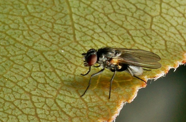 DSC01783
Фотограф: Сергей Буркацкий

Просмотров: 371
Комментариев: 0