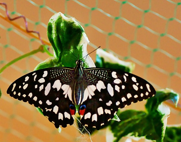 ***
Фотограф: Сергей Буркацкий

Просмотров: 994
Комментариев: 2