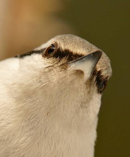 DSC07007
Фотограф: Сергей Буркацкий

Просмотров: 446
Комментариев: 0