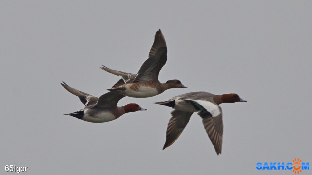 домой
свиязи

Просмотров: 962
Комментариев: 2