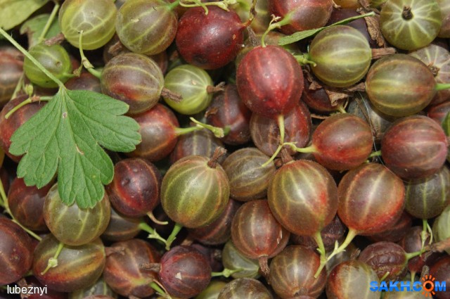 Крыжовник
Фотограф: NIK

Просмотров: 948
Комментариев: 0