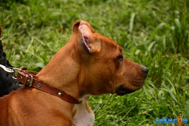 DSC_0049 (1280x853)
Фотограф: Vitus

Просмотров: 404
Комментариев: 0