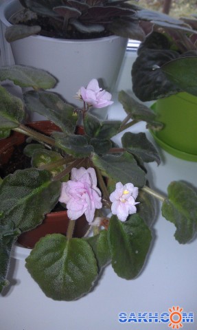 Фиалка розовая

Просмотров: 526
Комментариев: 0