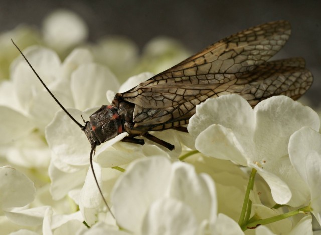 DSC00835
Фотограф: Сергей Буркацкий

Просмотров: 347
Комментариев: 0