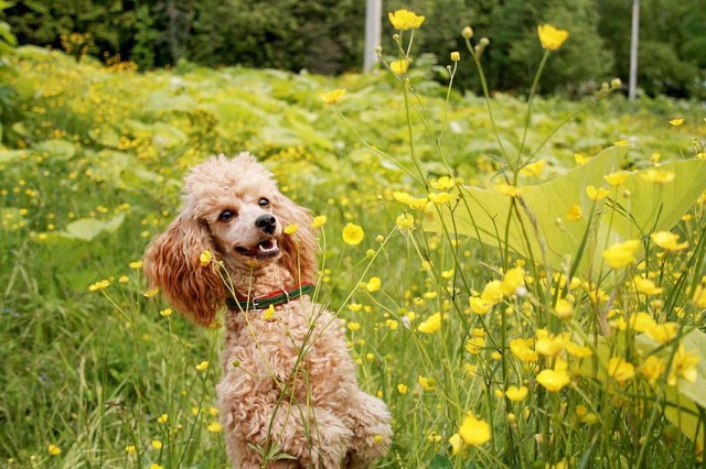 IMG_9333

Просмотров: 2012
Комментариев: 2