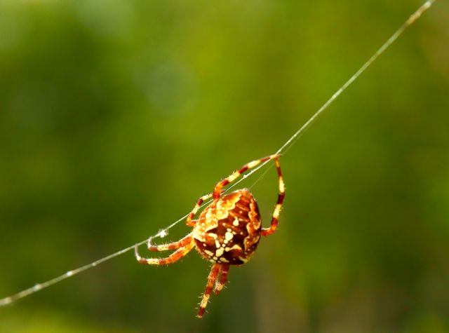 КанатоходеЦ
Фотограф: Сергей Буркацкий

Просмотров: 1281
Комментариев: 0
