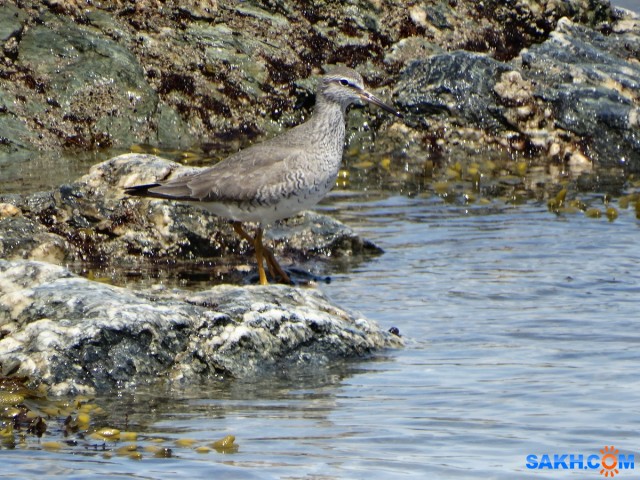 DSC05159_н
Сибирский пепельный улит
Просмотров: 334
Комментариев: 1