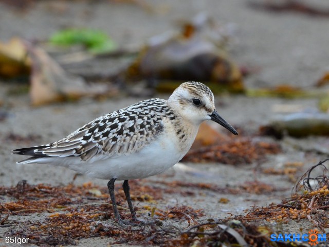 песчанка

Просмотров: 688
Комментариев: 0