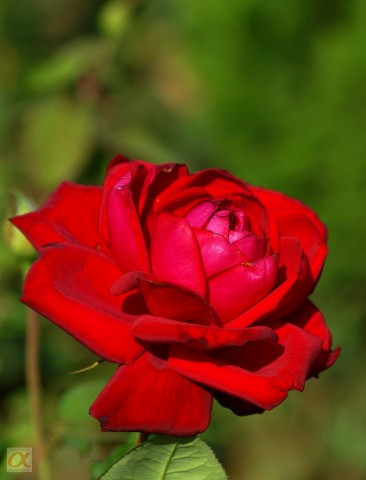 ***
Фотограф: Сергей Буркацкий

Просмотров: 1107
Комментариев: 0