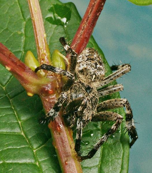 DSC02661
Фотограф: Сергей Буркацкий

Просмотров: 364
Комментариев: 0