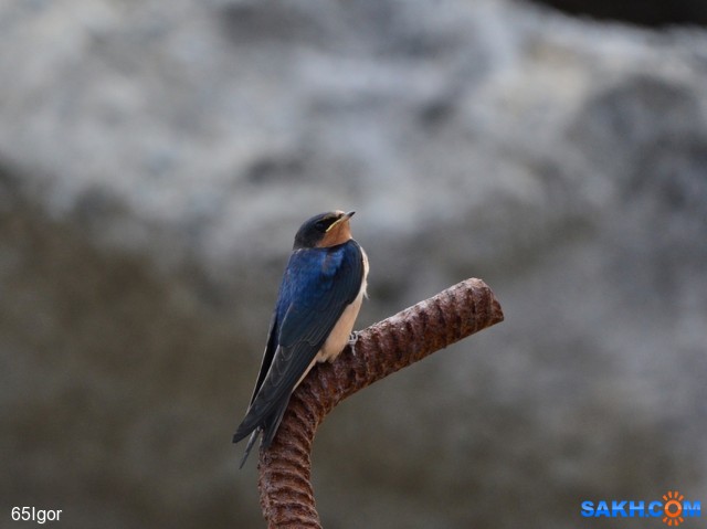 деревенская ласточка (слёток)
г.Невельск

Просмотров: 646
Комментариев: 0