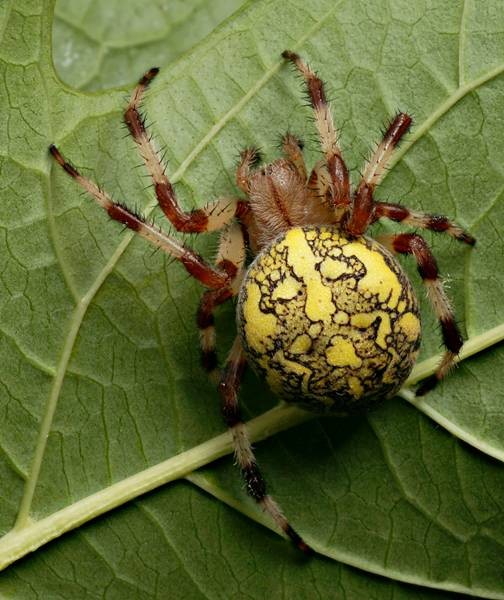 DSC02653
Фотограф: Сергей Буркацкий

Просмотров: 428
Комментариев: 0