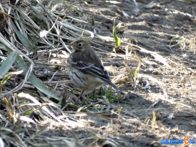 Гольцовый конек

Просмотров: 892
Комментариев: 3