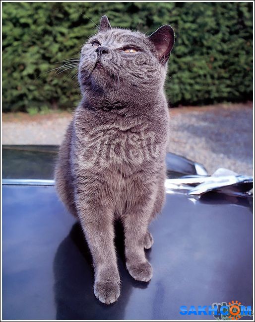 27
Фотограф: synthetic

Просмотров: 200
Комментариев: 0