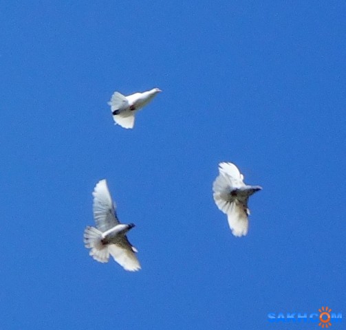 DSC00387