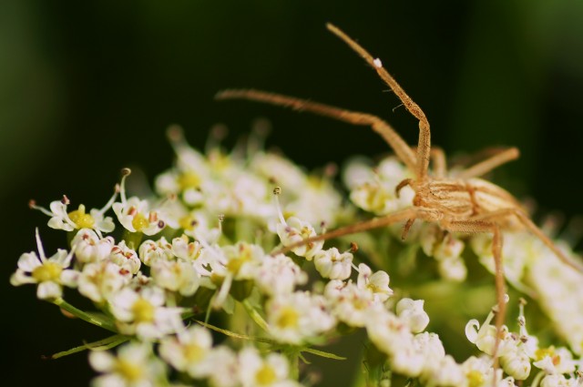***
Фотограф: Сергей  Буркацкий

Просмотров: 879
Комментариев: 0